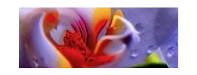 Yrityksen 1 kuva KAUNEUS PHUKET OY Kauneudenhoitopalvelut  Helsinki 18