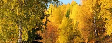 Yrityksen 4 kuva KIELIKOTKA KY  Vantaa 18