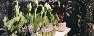 Yrityksen 4 kuva KLUUVIN KUKKA  Helsinki 18