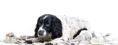 Yrityksen 2 kuva KOIRAKOULU MASSETER Muualla luokittelemattomat henkilökohtaiset palvelut  Helsinki 18