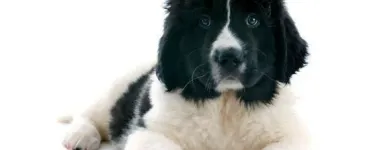 Yrityksen 2 kuva KOIRAMÄEN LEMMIKKIELÄINHOITOLA Muu eläinten hoito  Savonlinna 04