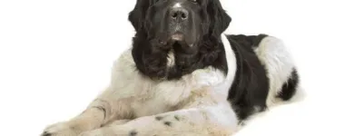 Yrityksen 4 kuva KOIRAMÄEN LEMMIKKIELÄINHOITOLA Muu eläinten hoito  Savonlinna 04