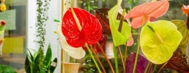 Yrityksen 1 kuva KUKKA-BUKETT Kukkien vähittäiskauppa  Oulu 14