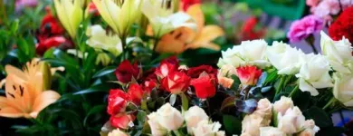 Yrityksen 3 kuva KUKKA-PUOTI OY ESKOLA Kukkien vähittäiskauppa  Hyvinkää 18