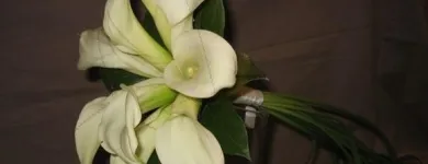 Yrityksen 2 kuva KUKKAKAUPPA KUKKA-LUNARIA OY  Kuopio 15