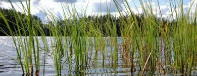 Yrityksen 4 kuva PÄIJÄNTEEN LEHTI  Lahti 16