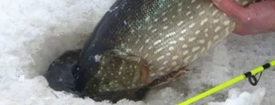 Yrityksen 2 kuva SUOMEN VAPAA-AJANKALASTAJIEN KESKUSJÄRJESTÖ RY Muualla luokittelemattomat muut järjestöt  Helsinki 18