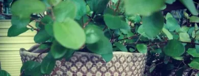 Yrityksen 1 kuva WANHAN MYLLYN KUKKA  Tuusula 18