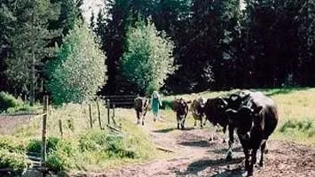 Yrityksen 2 kuva TM-LOMITUS OY