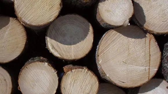 Yrityksen 1 kuva METSÄ GROUP / METSÄLIITTO OSUUSKUNTA